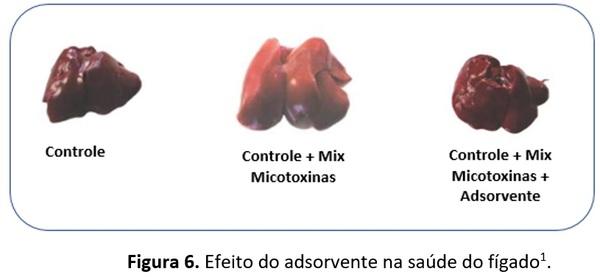 Quais são os pontos chaves na hora da escolha de um adsorvente de micotoxina? - Image 9