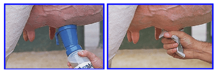 Controle da mastite e coleta de leite - Image 2