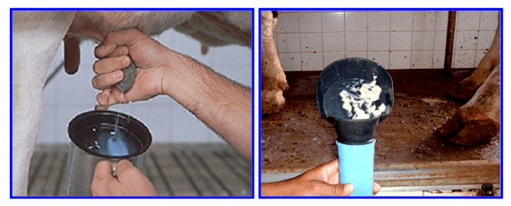 Controle da mastite e coleta de leite - Image 3