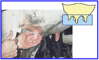 Controle da mastite e coleta de leite - Image 1