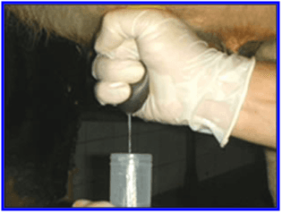 Controle da mastite e coleta de leite - Image 4