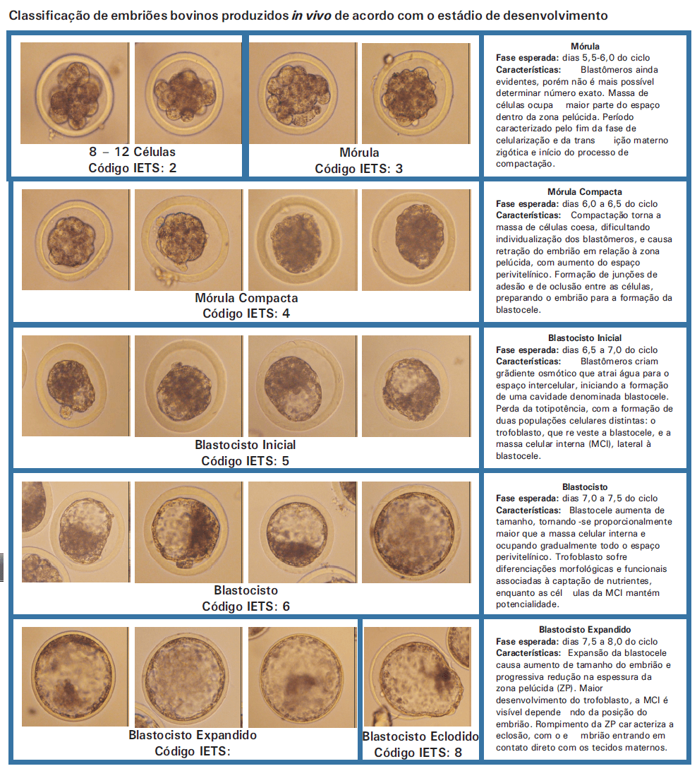 Classificação de embriões bovinos produzidos in vivo - Image 1