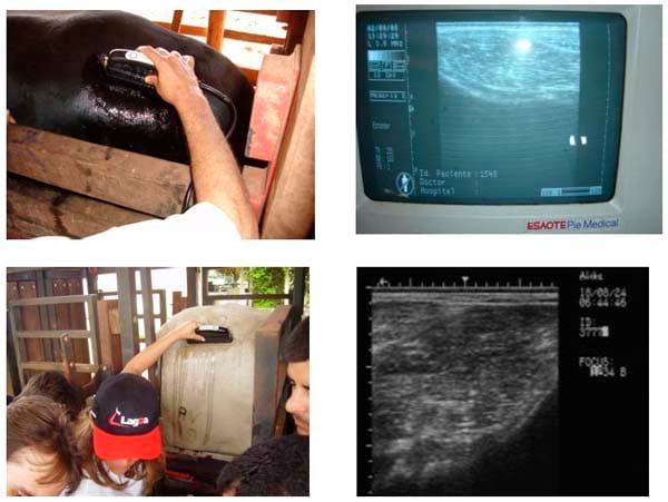 A ultrassonografia como critério de abate em bovinos de corte. - Image 8