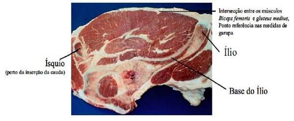 A ultrassonografia como critério de abate em bovinos de corte. - Image 9
