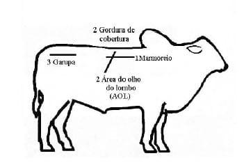 A ultrassonografia como critério de abate em bovinos de corte. - Image 2