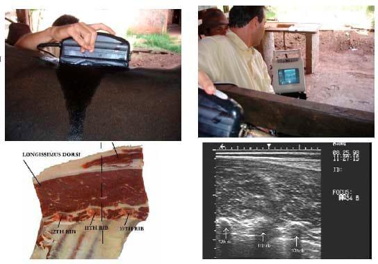 A ultrassonografia como critério de abate em bovinos de corte. - Image 7