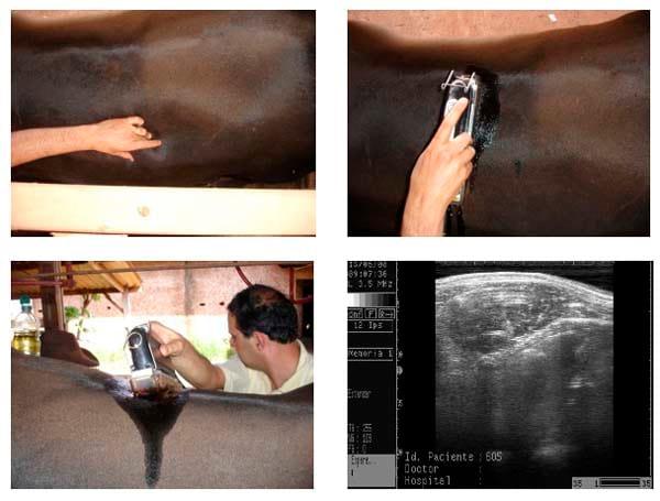 A ultrassonografia como critério de abate em bovinos de corte. - Image 3