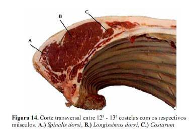 A ultrassonografia como critério de abate em bovinos de corte. - Image 4