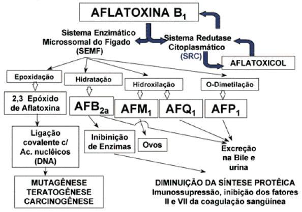 Aflatoxina M1 em Leite: Um Risco para a Saúde Pública - Image 2