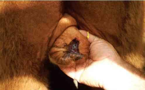 Avaliação de formulações de doramectina injetável no controle de miíase natural por Cochliomyia hominivorax em bovinos submetidos à castração - Image 4