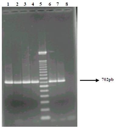 Detecção de Listeria monocytogenes pela técnica de PCR em leite contaminado artificialmente - Image 2