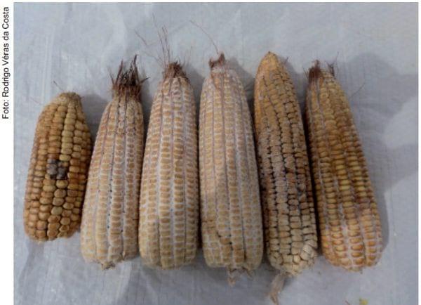 Recomendações para a redução da incidência de grãos ardidos em milho - Image 1