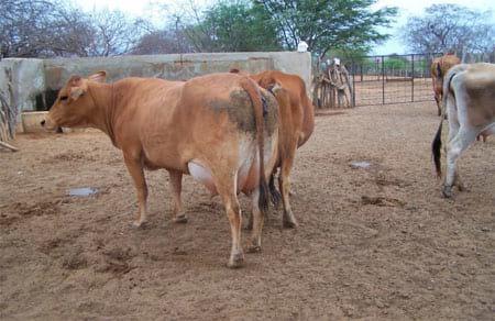 A pecuária de leite como opção de renda em área de sequeiro no município de Manoel Vitorino – BA - Image 2