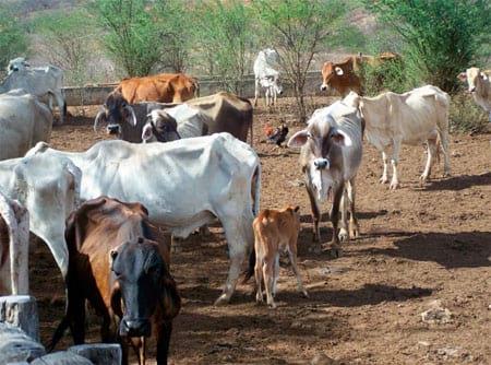 A pecuária de leite como opção de renda em área de sequeiro no município de Manoel Vitorino – BA - Image 1
