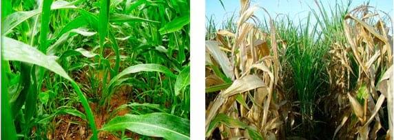 Matéria orgânica de solo: agente determinante da eficiência de fertilizantes nitrogenados - Image 2
