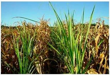 Consórcio milho – cana-de-açúcar: alternativa para a produção de forragem e cobertura de solo no outono-inverno, na região oeste do Estado de São Paulo - Image 8