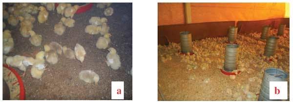 Aplicação dos conceitos de calorimetria na produção de frangos de corte - Image 7