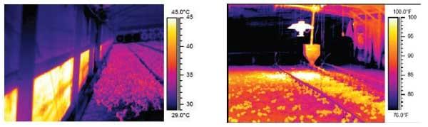 Aplicação dos conceitos de calorimetria na produção de frangos de corte - Image 3