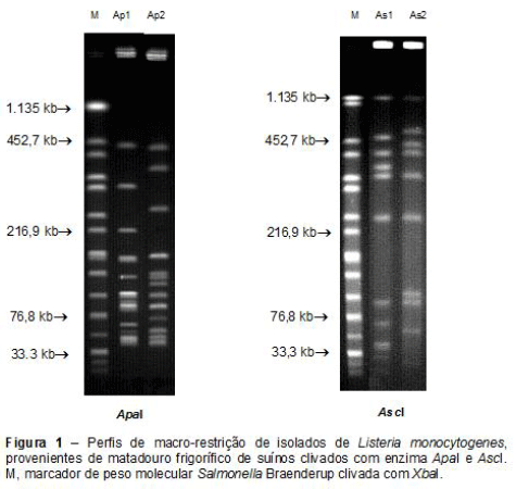 Distribuição de grupos clonais de Listeria Monocytogenes em carcaças e no ambiente de matadouros frigoríficos de suínos - Image 2