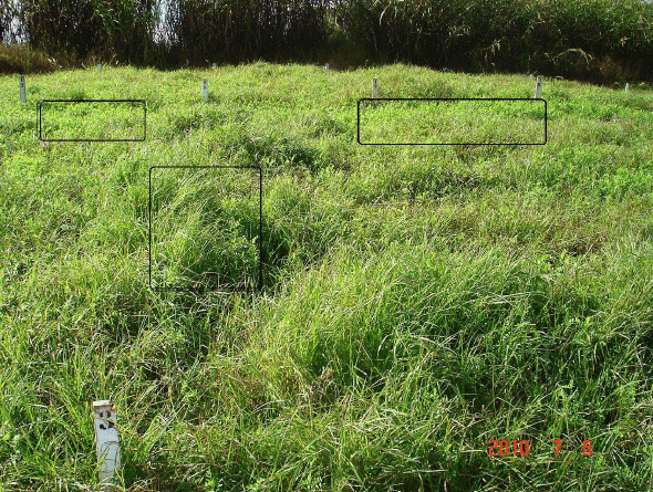Produção de forragem e valor nutricional de Hemarthria altissima cv. Flórida sobressemeada com ervilhaca e adubada com cama de aviário - Image 4