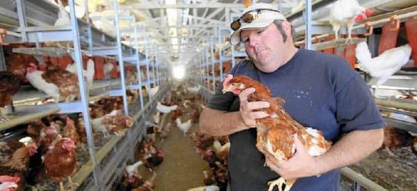 “A experiência da avicultura de postura dos Estados Unidos na adaptação à nova legislação sobre bem-estar animal”. - Image 5