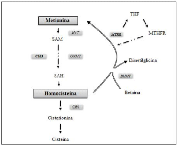 Metabolismo da homocisteína e enzimas responsáveis pela transmetilação remetilação e transufuração. Fonte: (Criado pelo autor).