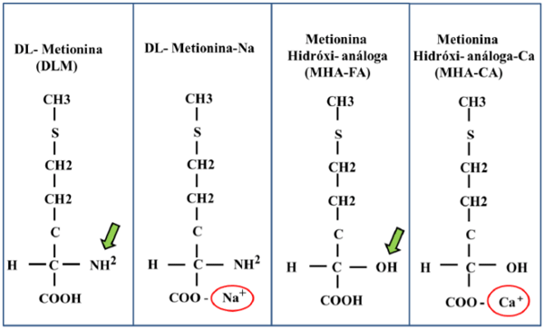 Figura 1. Estrutura química das de fontes de metionina. Fonte: Criada pelo autor
