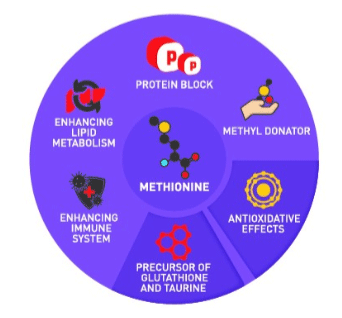 Figura 1. Papel fisiológico na metionina no corpo dos animais.