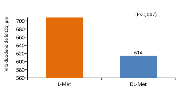 Figure 5. Tamanho dos vilos no duodeno de leitões alimentados com dieta de L-Metionina e DL-Metionina (adaptado de Shen et al. 2014).