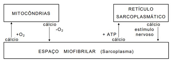 Figura 3- Esquema da representação do transporte de íons cálcio (HONIKEL & HAMM, 1985)