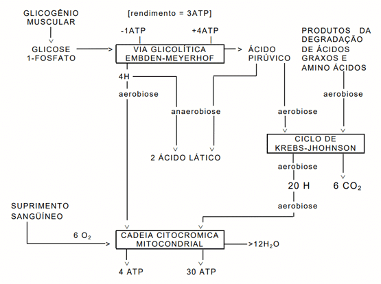 Figura 1 - Sumário das reações que proporcionam energia para a função muscular (FORREST et al., 1979). 