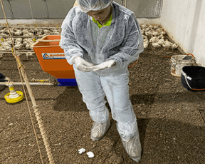 Eficiência do protocolo de fermentação em cama de aviário para controle de salmonela - Image 1