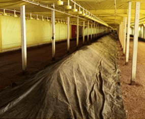 Eficiência do protocolo de fermentação em cama de aviário para controle de salmonela - Image 8