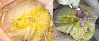 Cultivo de arcobacter spp a partir de estômagos com diferentes graus de lesões de úlcera gástrica em suínos - Image 2