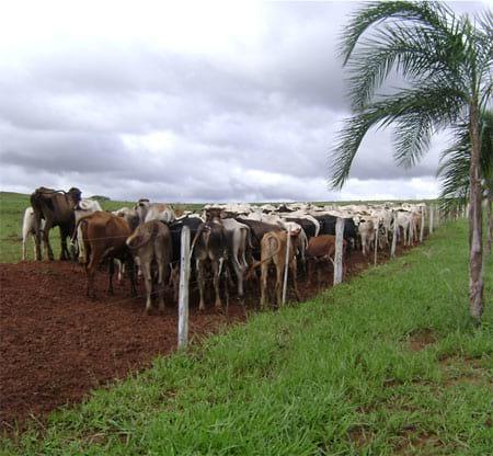 Surtos de Stomoxys calcitrans (Díptera:Muscidae) em bovinos e eqüinos na região Noroeste de São Paulo (Brasil) devido ao desequilíbrio ambiental - Image 1