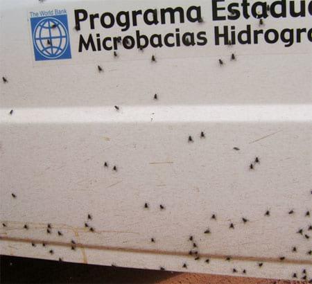 Surtos de Stomoxys calcitrans (Díptera:Muscidae) em bovinos e eqüinos na região Noroeste de São Paulo (Brasil) devido ao desequilíbrio ambiental - Image 3