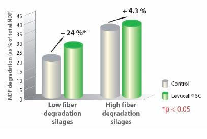 Ação da Levedura Viva no Rúmen: Digestibilidade da Fibra e Valor Dietético - Image 5