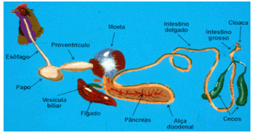 Morfofisiologia do Trato Intestinal - Image 2