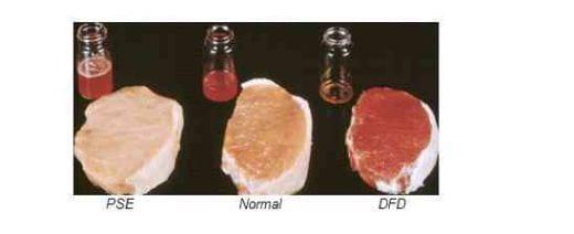 Carne Suína: fatores determinantes de sua qualidade - Image 3