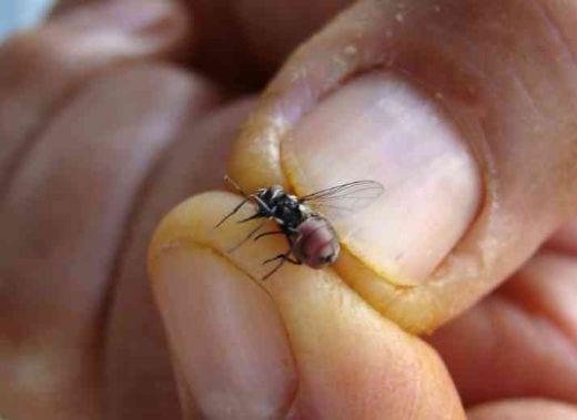 Stomoxys calcitrans (Díptera:Muscidae) “mosca da vinhaça” ou “mosca dos estábulos”? - Image 2