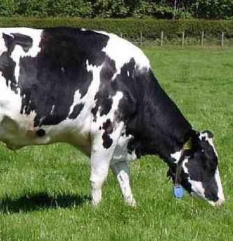 Produzir leite não é tarefa fácil, a começar pela alimentação da vaca - Image 1