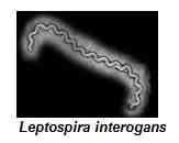 Leptospirose Bovina - Image 1