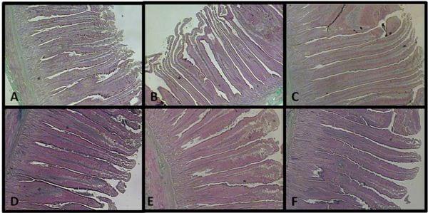 Morfometria da mucosa do duodeno de frangos de corte suplementados com melhoradores de desempenho - Image 1