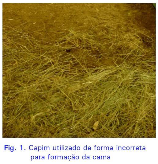 Preparo e utilização de capins e palhadas como substrato para cama na avicultura alternativa - Image 1