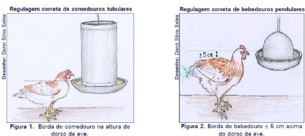 Regulagem e distribuição de comedouros tubulares e bebedouros pendulares em aviários convencionais - Image 1