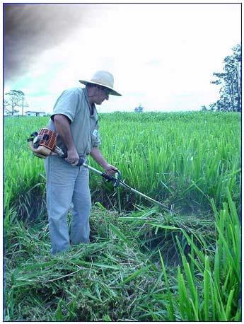 Recomendação da sobressemeadura de aveia forrageira em pastagens tropicais ou subtropicais irrigadas - Image 4