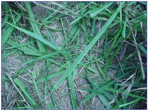 Recomendação da sobressemeadura de aveia forrageira em pastagens tropicais ou subtropicais irrigadas - Image 5