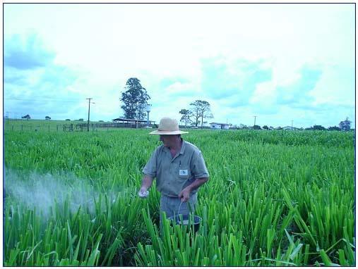 Recomendação da sobressemeadura de aveia forrageira em pastagens tropicais ou subtropicais irrigadas - Image 2