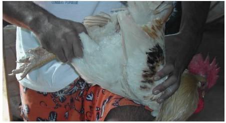 Coleta de sêmen e inseminação artificial em galinha - Image 3