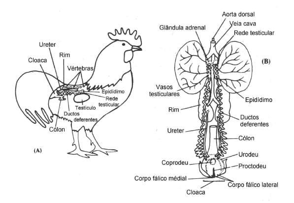 Coleta de sêmen e inseminação artificial em galinha - Image 1